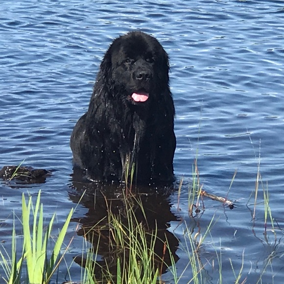 Meet your Posher, SjC - Picture 4 of 16